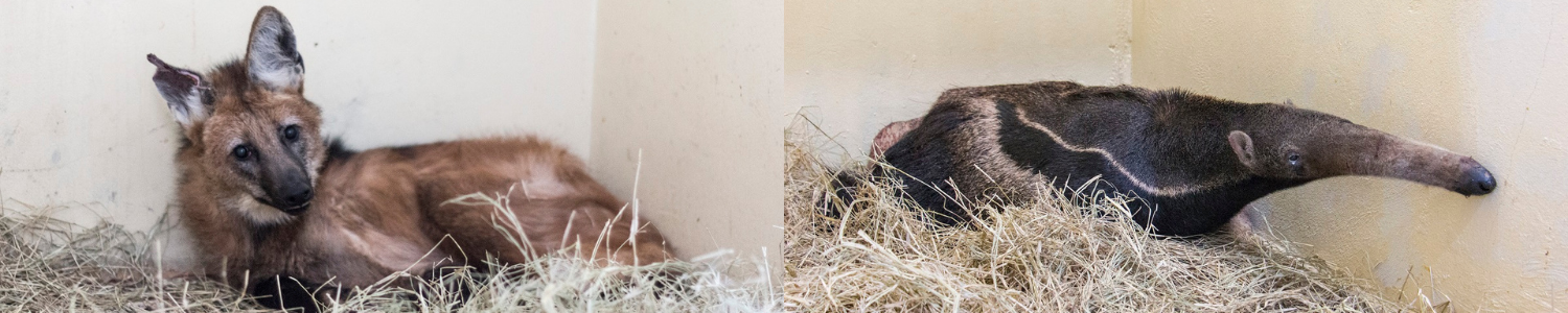 Lobo-guará e tamanduá-bandeira passam por tratamento no Centro Veterinário da PUC Minas Poços de Caldas 